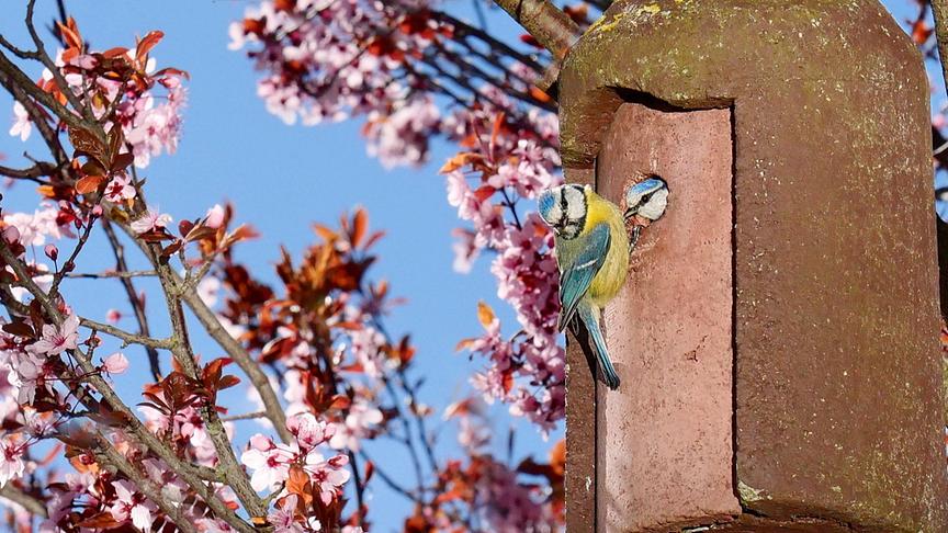 © Manfred Polansky Das Blaumeisen Männchen erkundigt sich bei seinem Weibchen, das alleine die Eier ausbrütet, ob alles in Ordnung ist! (Manfred Polansky)