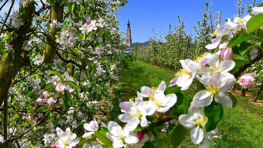 Kirchturm am Ende von in Reihen angebauten, blühenden Bäumen