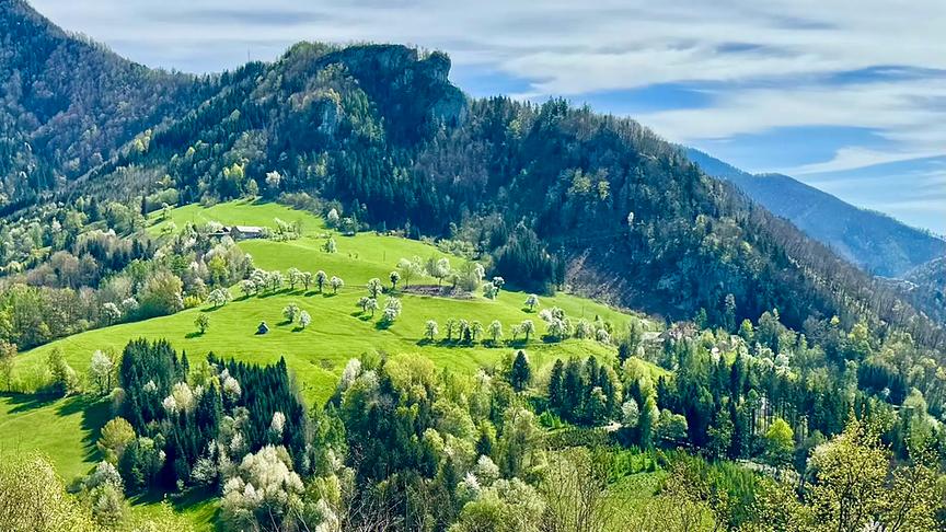 Von oben herab fotografierte Almwiese umgeben von weiteren Bergen und Wald.