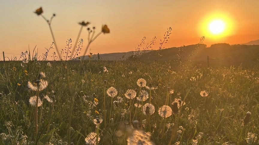 Hohe Wiese mit verschiedenen Blumen und Bergen im Hintergrund bei warm-orangem Sonnenaufgang.