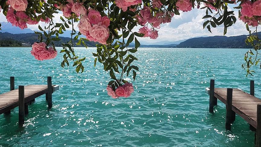 © Valentina Sophie Dutzler Rosa blühende Rosen und im Hintergrund der türkisgrüne Wörthersee in dem Sonnenstrahlen funkeln. (Valentina Sophie Dutzler)