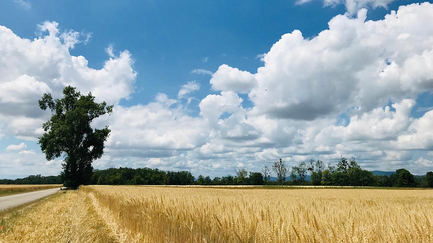 © Brigitta Harus Radweg von Rannersdorf nach Münchendorf, die aufgenommenen Felder befinden sich zwischen Himberg und Achau. (Brigitta Harus)