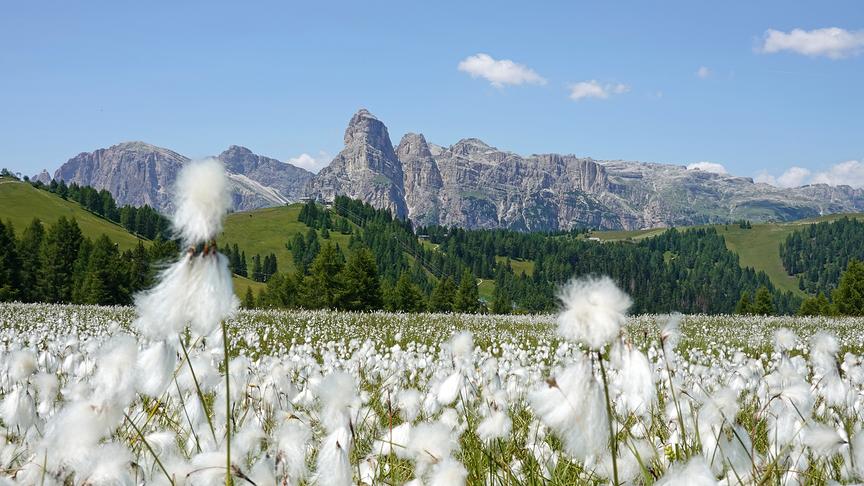 © Annelie Möser Zauberhaftes Wollgras auf einem Hochplateau im Gadertal. (Annelie Möser)