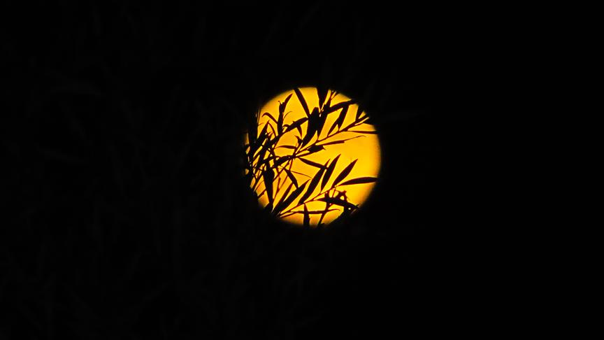 Gelber, runder Mond hinter den Silhouetten einiger Zweige.