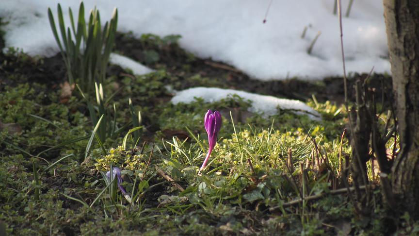 © Rudolf Moßhammer Frühling im Vormarsch. (Rudolf Moßhammer)