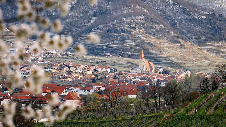 © Harald Marchhart Während in der Wachau (Weissenkirchen) die Marillenblüte bereits am Abklingen ist, hat es heute Nacht in den höheren Lagen nochmal Schnee gegeben. (Harald Marchhart)