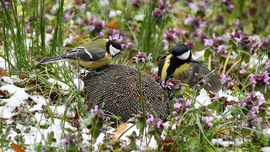 Zwei Kohlmeisen auf einem getrockneten Sonnenblumenkopf, rumdherum lila Blümchen und etwas Schnee