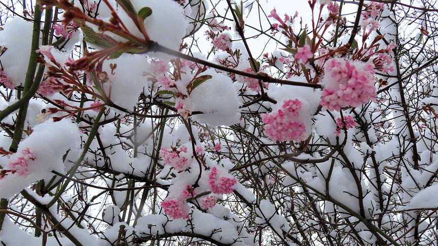 Strauch mit rosa Blüten auf dessen Ästen sich der Schnee türmt