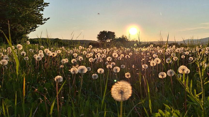 © Sleiss Franz Wiese mit verblühten Löwenzahn kurz vor Sonnenuntergang. (Sleiss Franz)