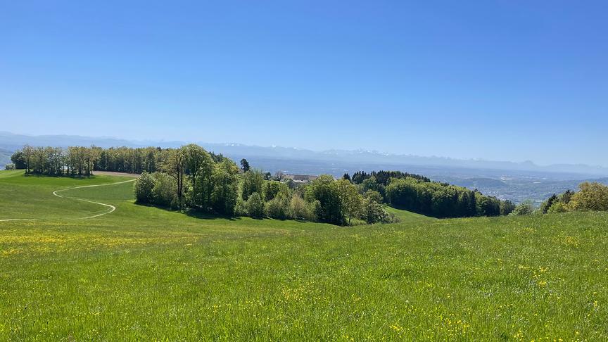 Wiese mit Blumen und Bäumen unter blauem, wolkenlosen Himmel, im Hintergrund eine Bergkette