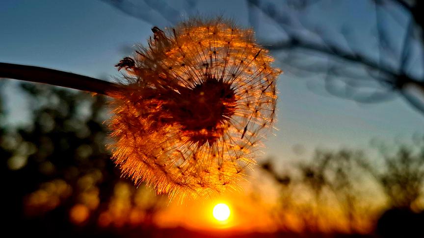 Pusteblume wird von der Sonne in der Dämmerung  in warmes Licht getaucht.