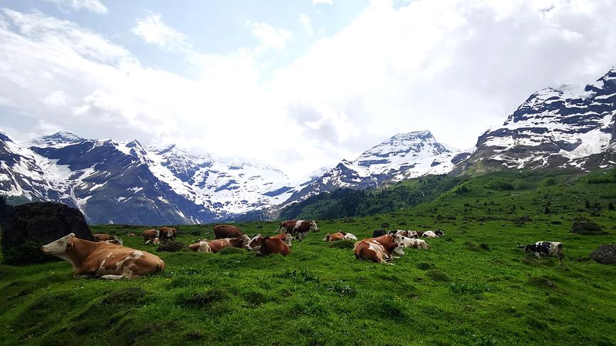 © Maria Harlander Im wunderschönen Käfertal. (Maria Harlander)
