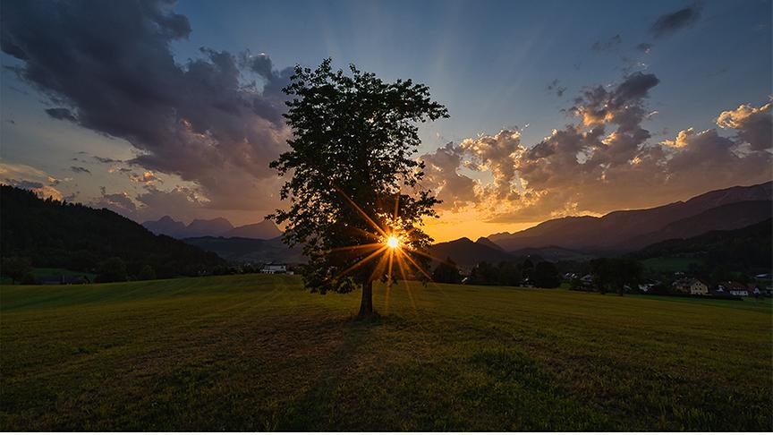Sonneruntergangsszenerie - durch die Äste eines Baumes mitten auf einer Wiese schient die Sonne tief hindurch. Im Hintergrund Bergpanorama unter bewölktem Abendhimmel.