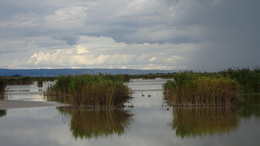 © Andrea Andrä Schilfgürtel in der Bucht von Mörbisch mit Regenwolken. (Andrea Andrä)