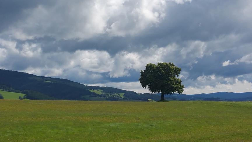 © Gerald Matzka Ein Lindenbaum inmitten einer Futterwiese. Der Himmel ist mit zerklüfteten Wolken bedeckt. (Gerald Matzka)