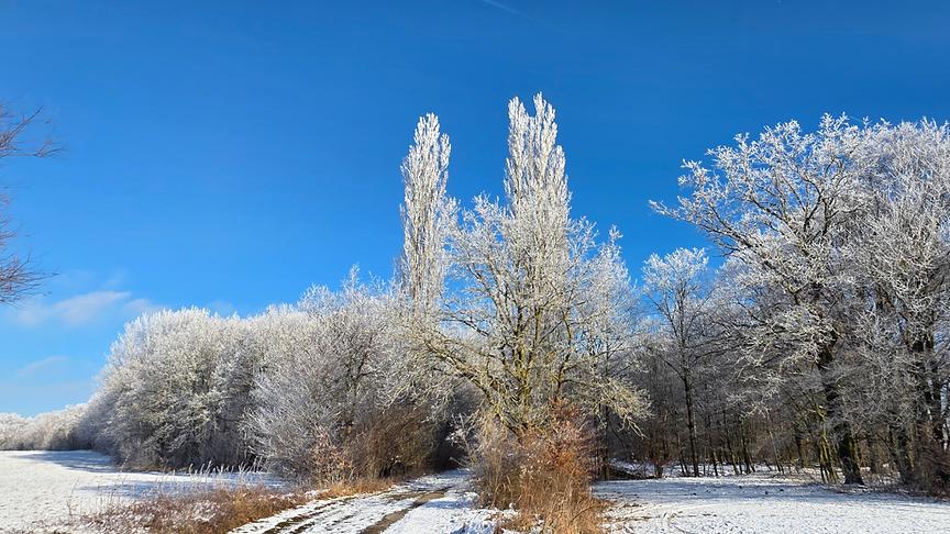 Raureif am Völtendorfer Berg bei St. Pölten. (Marianne Pirabee)