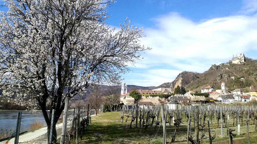 © Herta Kern Das berühmte Mandelbäumchen bei Dürnstein blüht in voller Pracht. Somit ist der Frühling endgültig angekommen. (Herta Kern)