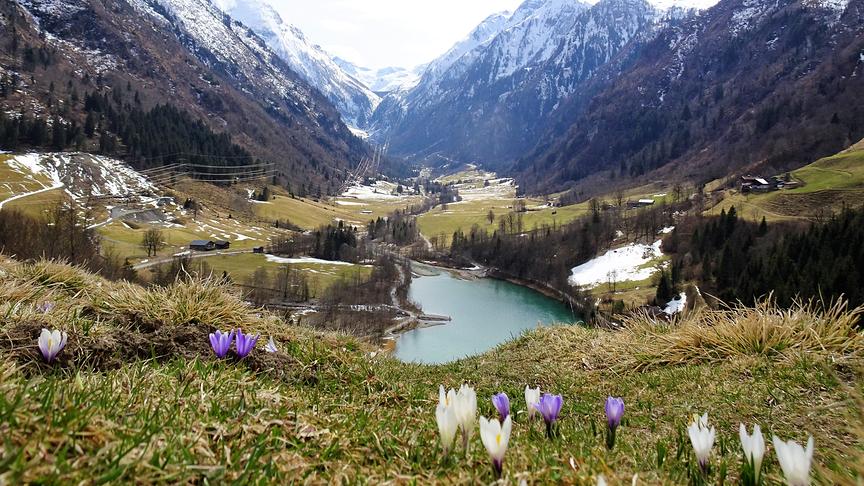 © Inge Lindengrün Wiesenkrokusse vor dem Kapruner Klammsee. (Inge Lindengrün)