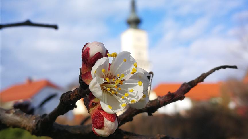 © Kristina Traussnig Marillenblüte in Wolfsberg/Lavanttal. (Kristina Traussnig)