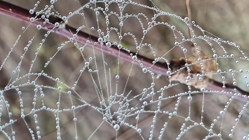 © Helga Grimps Verziertes Spinnennetz. (Helga Grimps)