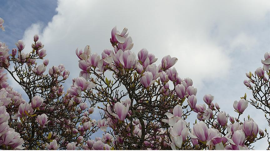 Blühender Magnolienbaum vor wolkenverhangendem, blauen Himmel