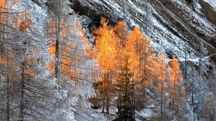 Leuchtendes Lärchengold auf der Tauplitzalm (Hannes Kowatsch)