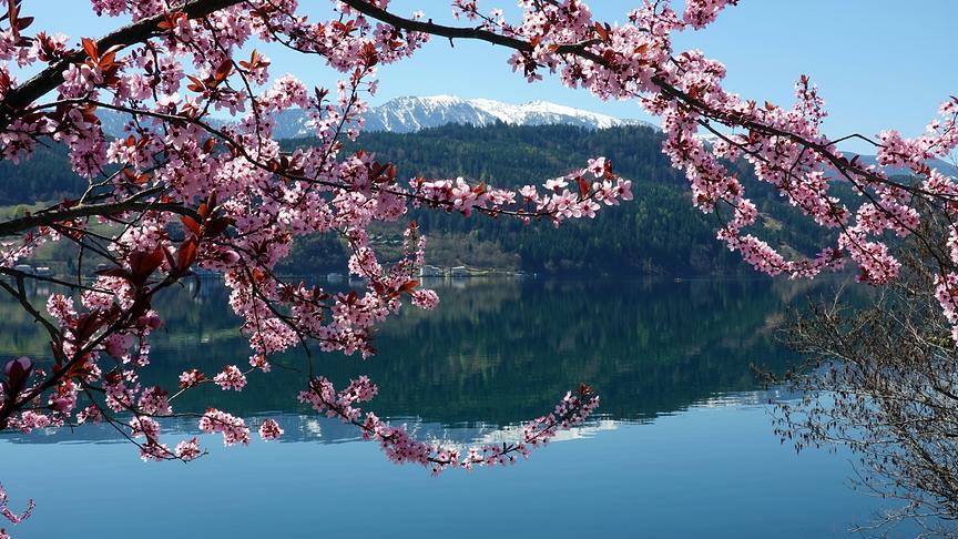 © Annelie Möser Eine Blutpflaume am Millstätter See, deren Zweige das Goldeck umrahmen. (Annelie Möser)