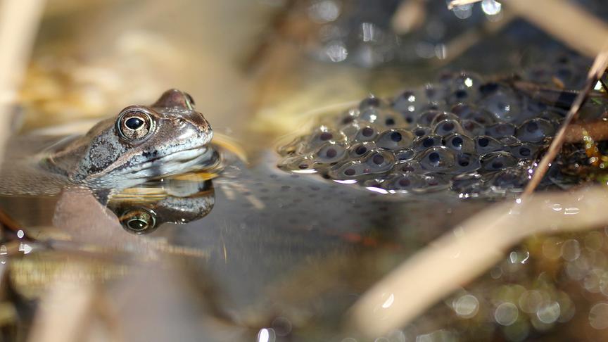 © Erwin Weiss Frosch mit Froschlaich. (Erwin Weiss)
