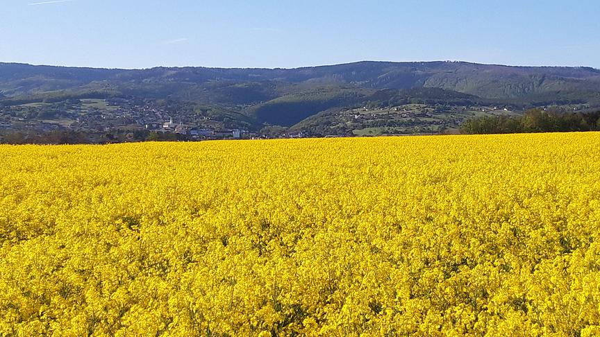 © Thomas Stipits Die Rapsblüte blüht in voller Blüte.Mit Blickrichtung Norden in die Naturparkgemeinde Rechnitz.(Burgenland Bezirk Oberwart). (Thomas Stipits)