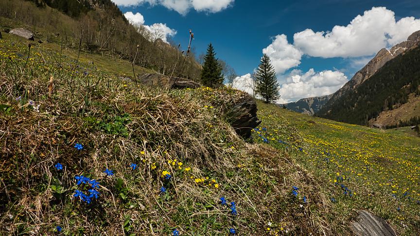 © Gerhard Prenn Frühling in den Hohen Tauern Käfertal in Ferleiten / Pinzgau. (Gerhard Prenn)