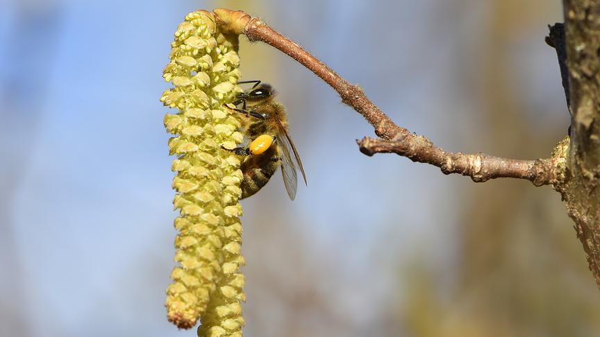 © Petra Steiner Busy Bee in meinem Garten - der Frühling steht in den Startlöchern. (Petra Steiner)