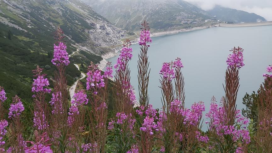 © Henry Wurzer Herrliche Blumen im Vordergrund des Speichers von der Jagasteighütte aus gemacht, die leider nicht mehr bewirtschaftet ist. (Henry Wurzer)