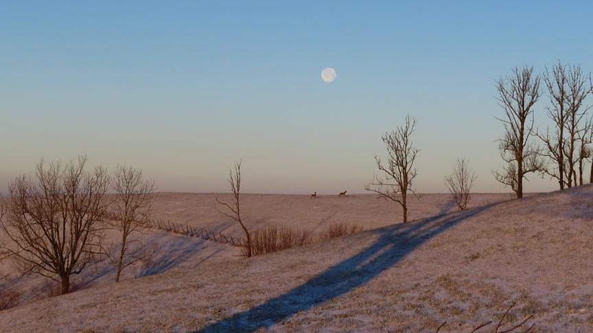 © Rudolf Kössl Wildwechsel bei Vollmond , fotografiert am Franzenreitherberg bei Randegg. (Rudolf Kössl)