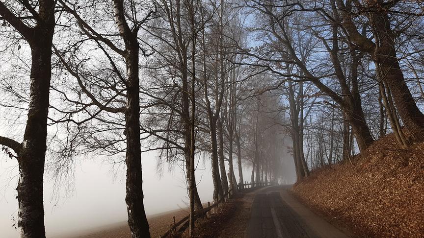 © Manfred Jelinek Langsam lichtet sich der Nebel über der Birkenallee. (Manfred Jelinek)