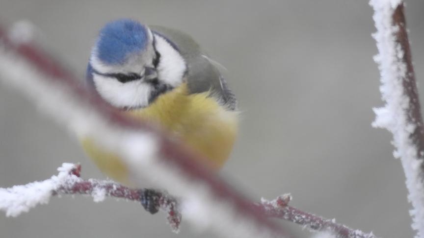 © Karl Zettelbauer Wenn es auch keinen Schnee gibt... (Karl Zettelbauer)