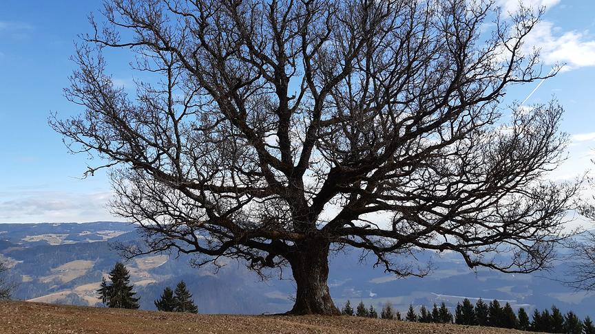 © Walter Wallner Uralte Eiche am Lippekogel. (Walter Wallner)
