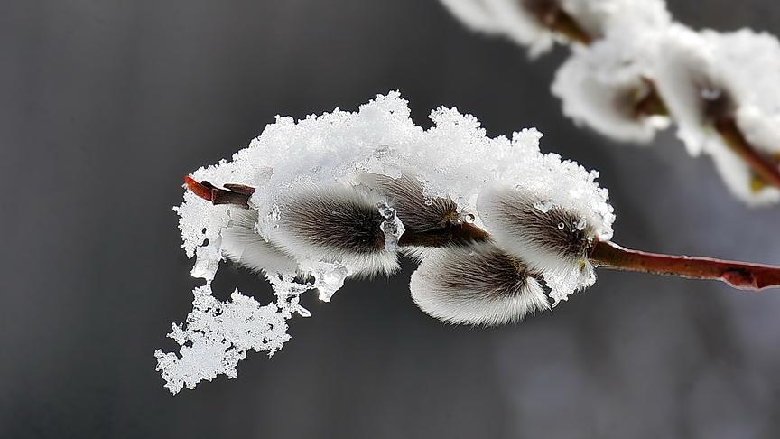 © Manfred Polansky Winter und Frühling vereint: Samtweiche Palmkätzchen und bizarre Schneekristalle. (Manfred Polansky)