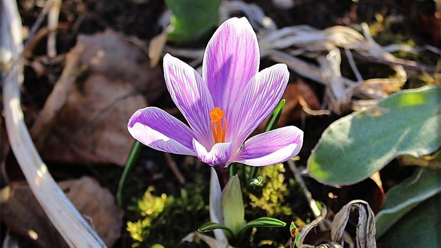 © Kurt Peter Nöhmer Der Frühling zeigt sich schon sehr schön in Treibach-Althofen. (Kurt Peter Nöhmer)