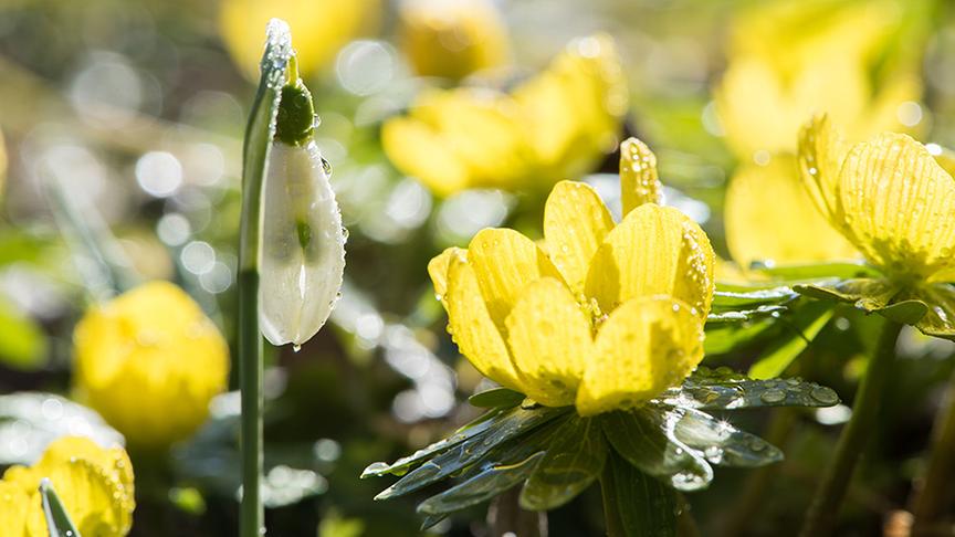 © Sabine Berger Die ersten Frühlingsboten. (Sabine Berger)