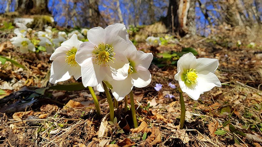 © Caro Guttner Jetzt blühen auch am Kanzianiberg die Schneerosen. (Caro Guttner)