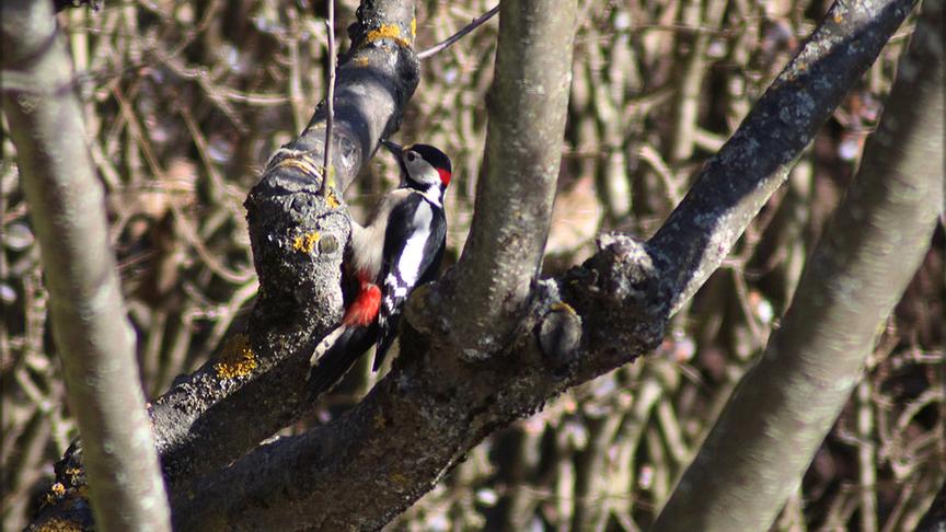 © Lukas Tremschnig Der Buntspecht in Althofen liebt den Apfelbaum zum Picken. (Lukas Tremschnig)