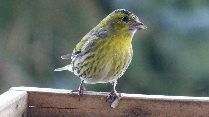 © Maria Berg Zählung der Wintervögel. (Maria Berg)