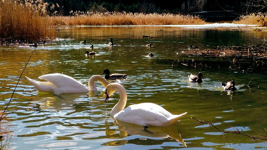 © Andreas Trattnig Schwäne und Enten beim Biotop an der Drau unterstützt von der Initiative Kärnten Wasserreich. (Andreas Trattnig)