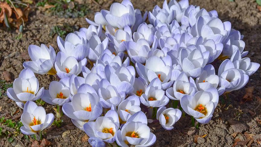 © Unterrainer Lydia Der Frühling hat "zugeschlagen" - wunderbare Blümchen. (Unterrainer Lydia)