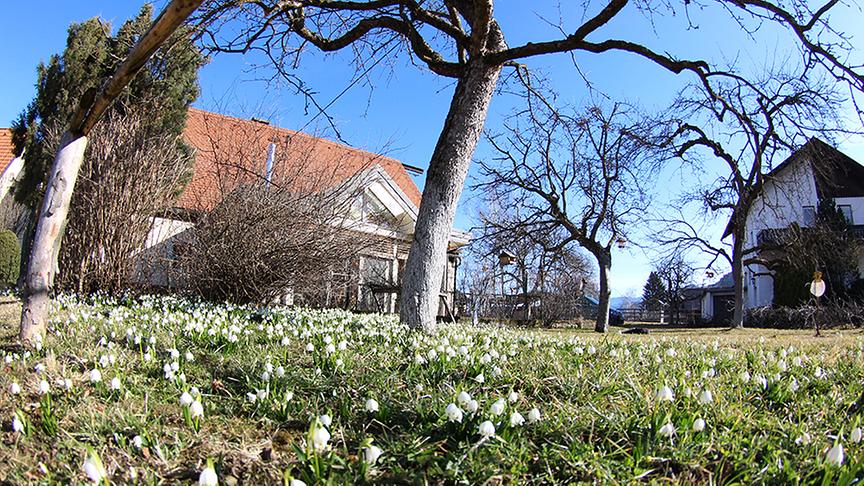 © Walter Hochfellner Wiese voller Frühlingsknotenblumen. (Walter Hochfellner)