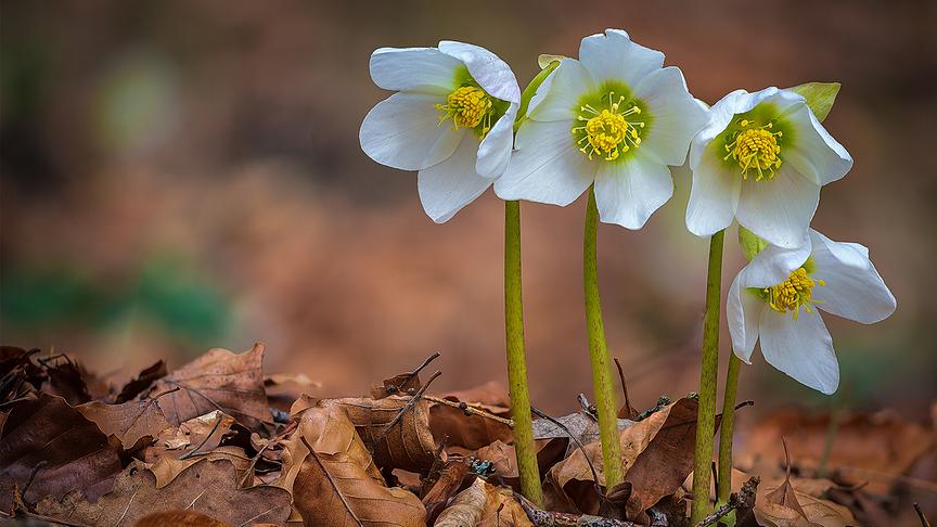 © Manfred Üblacker Schneerosen, auch Christrosen genannt. (Manfred Üblacker)