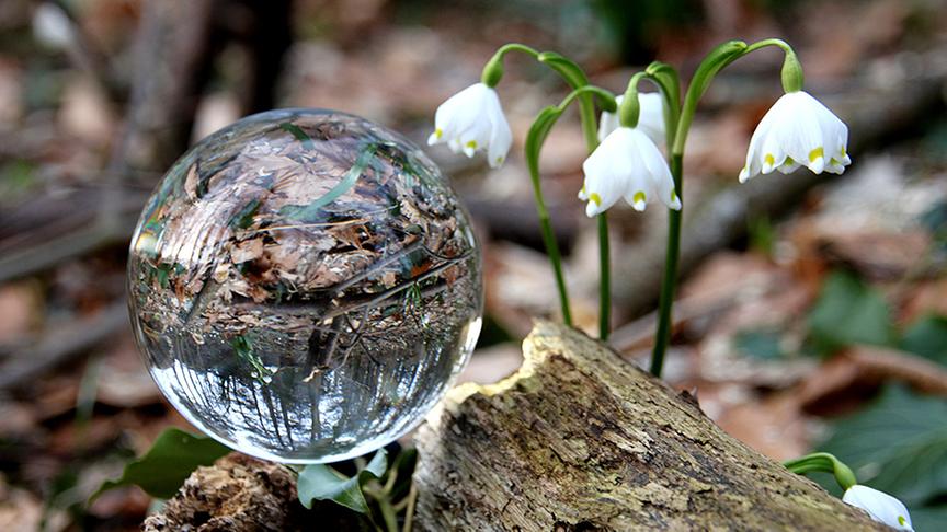 © Emma Sommeregger Da leider für die nächsten Tage Regen vorausgesagt wird, habe ich bereits heute in Seekirchen in einem kleinen Wäldchen diese schönen Frühlingsknotenblumen fotografiert. (Emma Sommeregger)