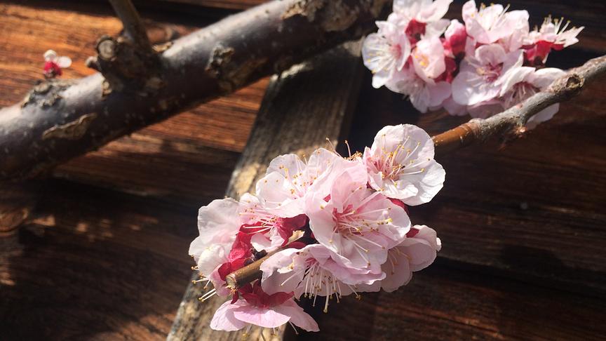 © Assl Marianne Marillenblüte 2019. (Assl Marianne)