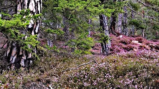 © Barbara Brandmüller Erikablüten-Teppich in den Wäldern im Lobmingtal. (Barbara Brandmüller)