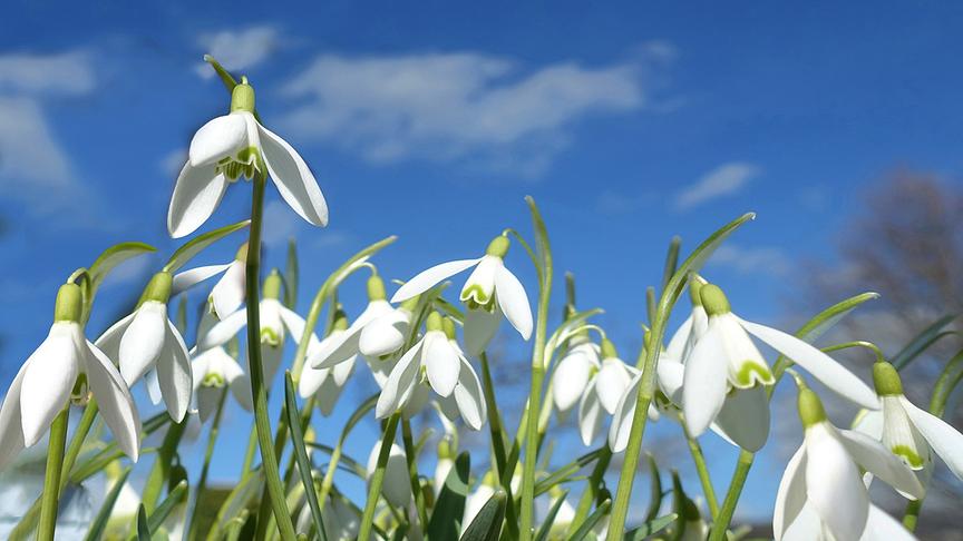 © Maria Fank Willkommen Frühling - Schneeglöckchen in der Steiermark. (Maria Fank)
